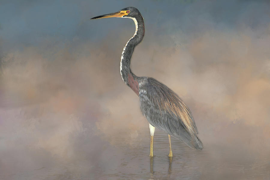 Heron Photograph - Three Times the Color by Donna Kennedy
