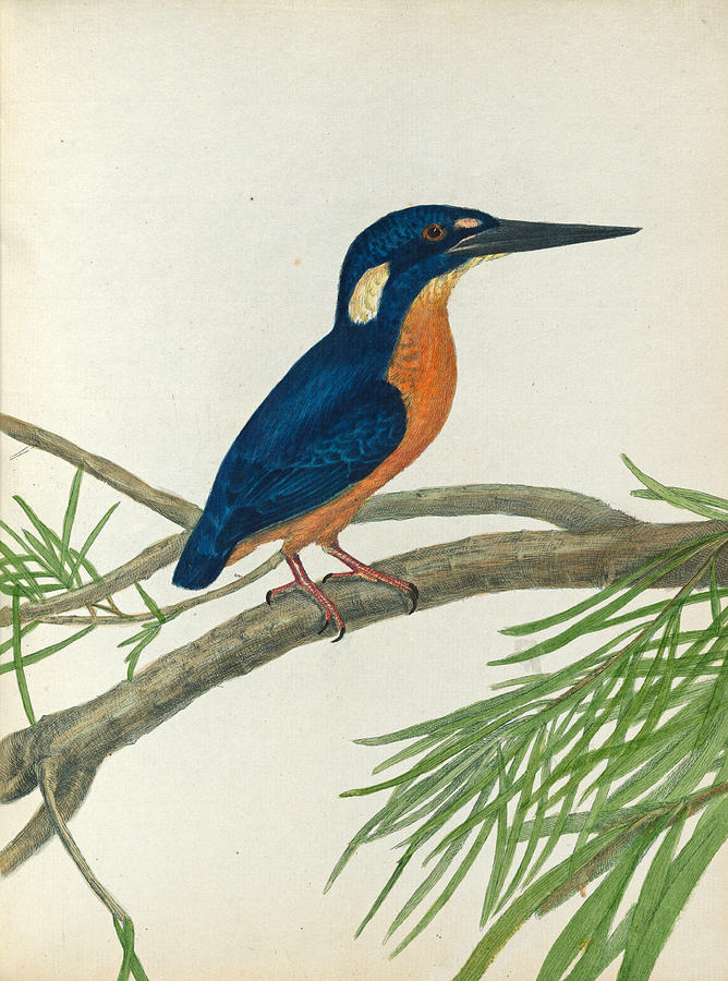 Three-toe kingfisher Drawing by John Lewin