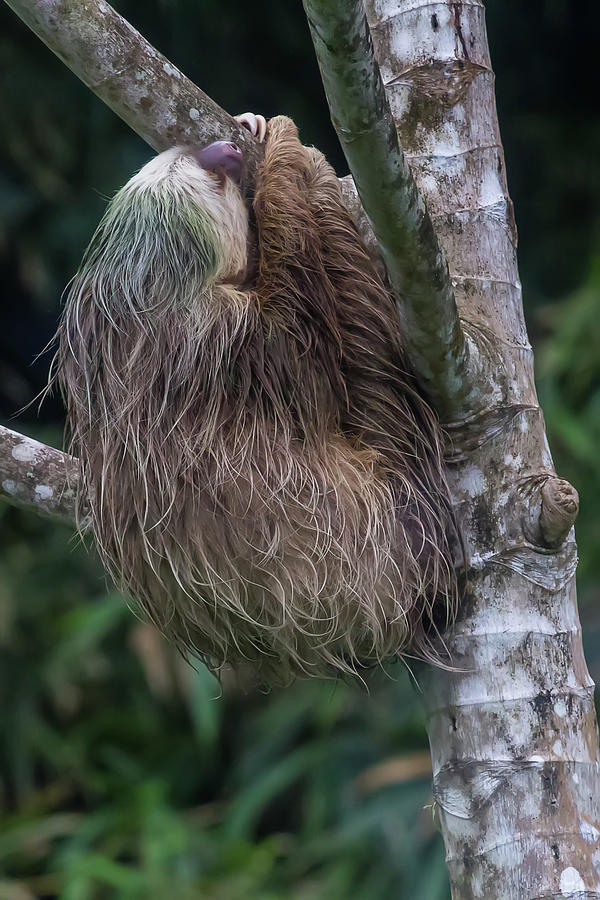 Three Toed Sloth Photograph by John Haldane