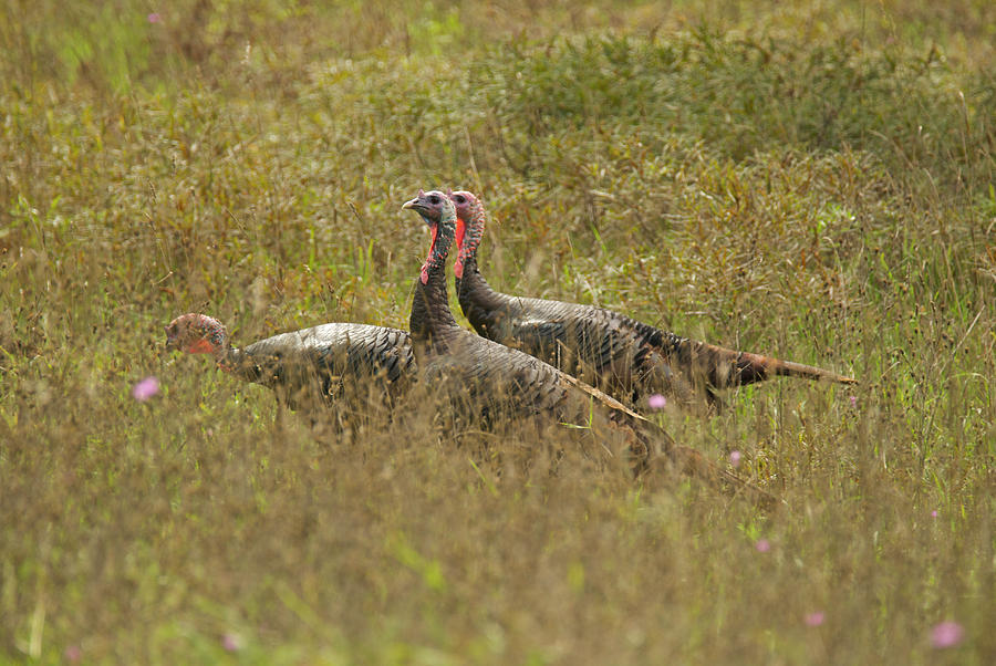 Three tom turkeys Photograph by Michael Peychich