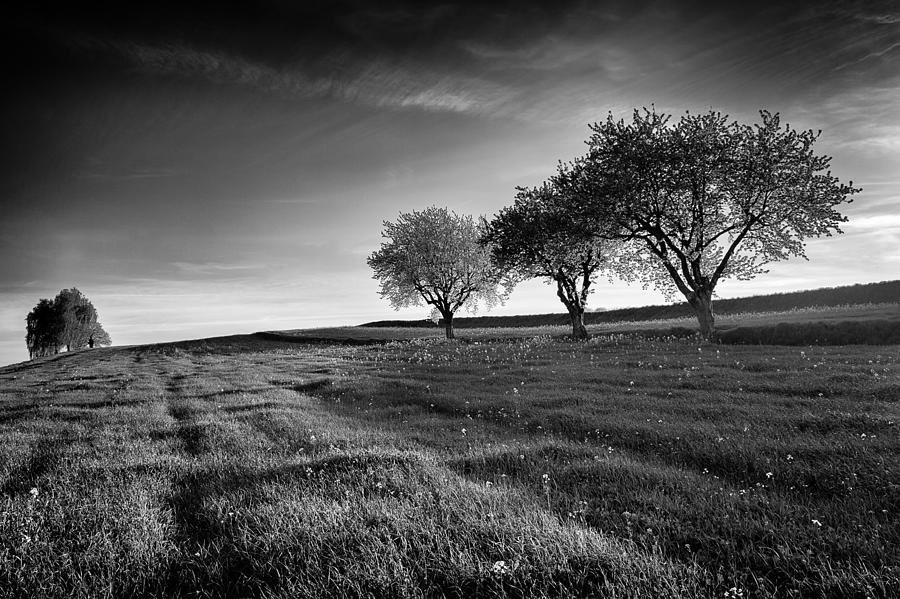 Three Trees and a Solitary Photograph by Dominique Dubied
