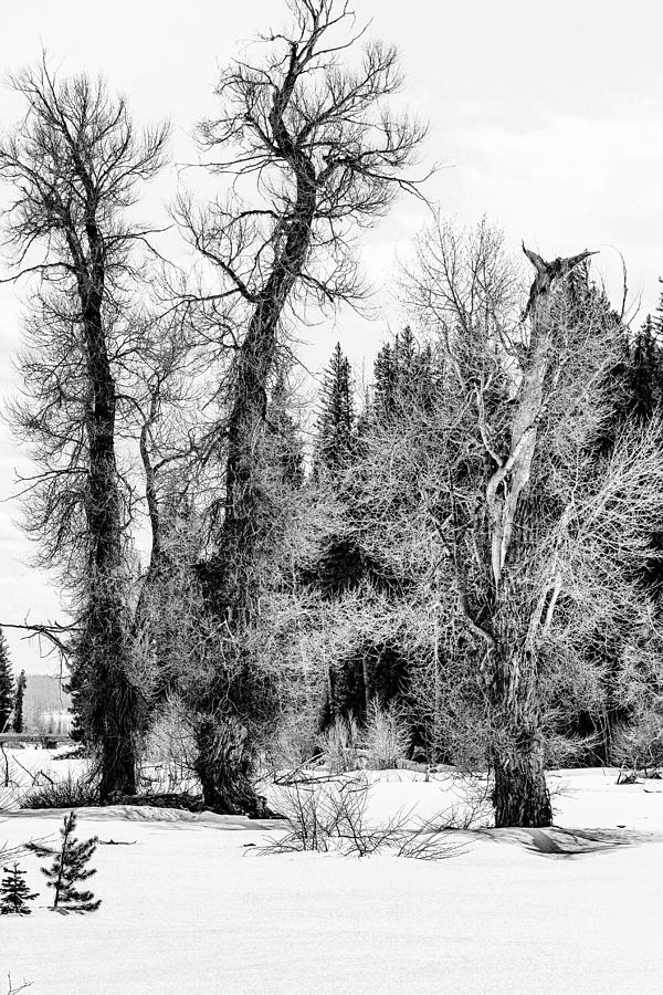Three Trees BW Photograph by Belinda Greb