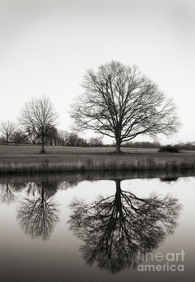 Three Trees Photograph by David Waldrop
