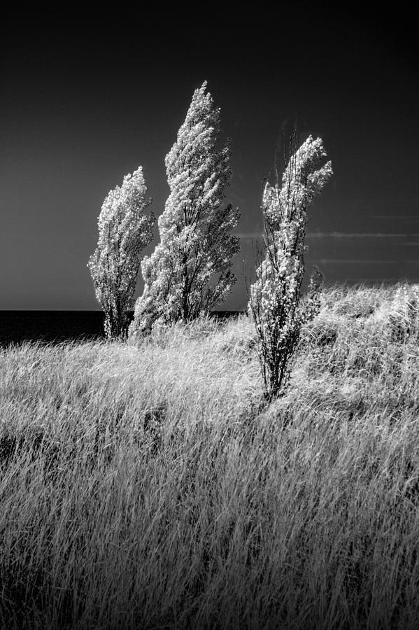 Three Trees  In Black And White Infrared Photograph