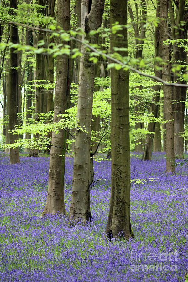 Three Trees in Bluebell Wood Photograph by Julia Gavin
