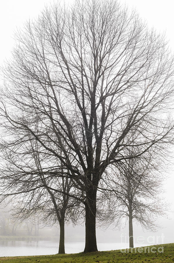 Three Trees In Fog Photograph by Tamara Becker