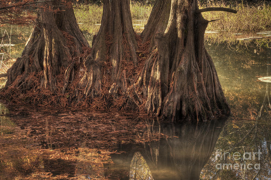Tree Photograph - Three Trees in Lake Murray by Tamyra Ayles