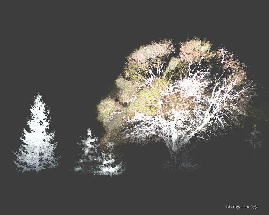 Three Trees in the Dark Photograph by Coke Mattingly