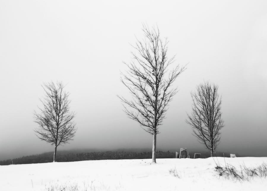 Three Trees in Winter Photograph by Brooke T Ryan