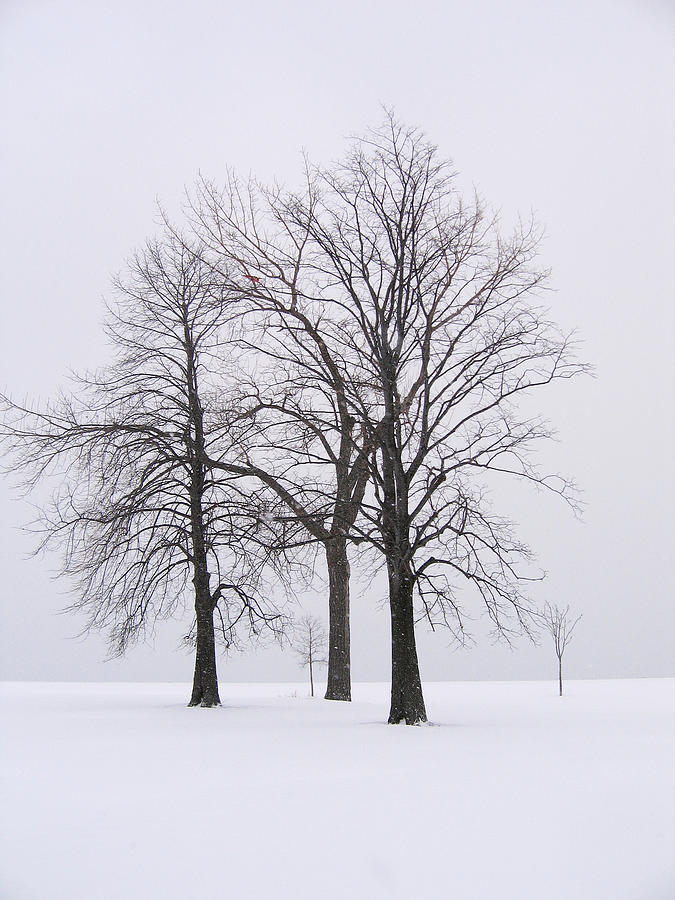Three Trees Photograph by Laura Kinker