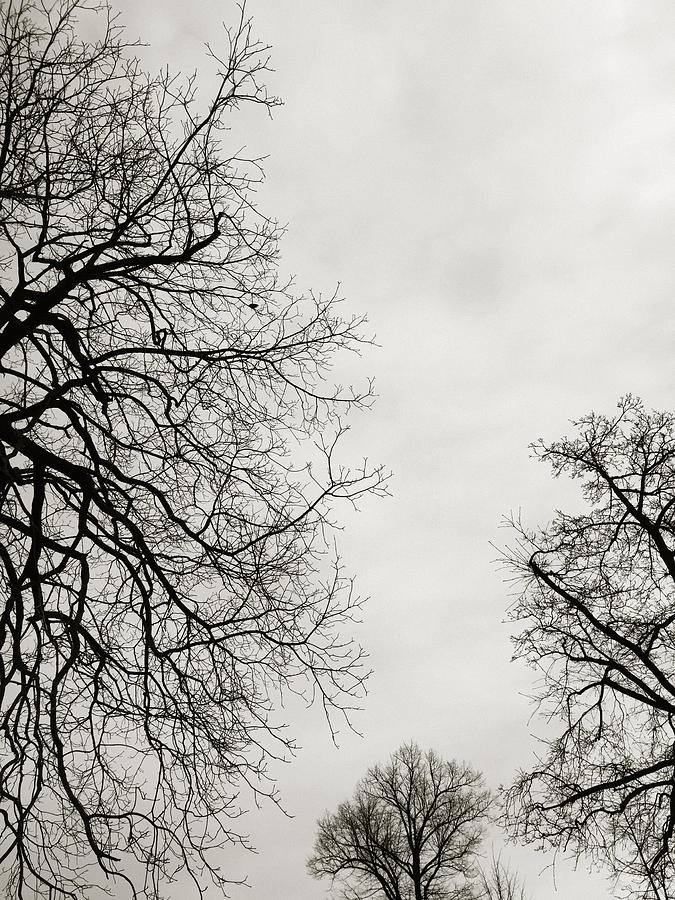 Three Trees Photograph