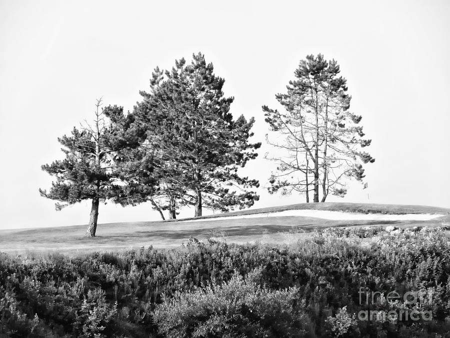 Three Trees Photograph by Marcia Lee Jones