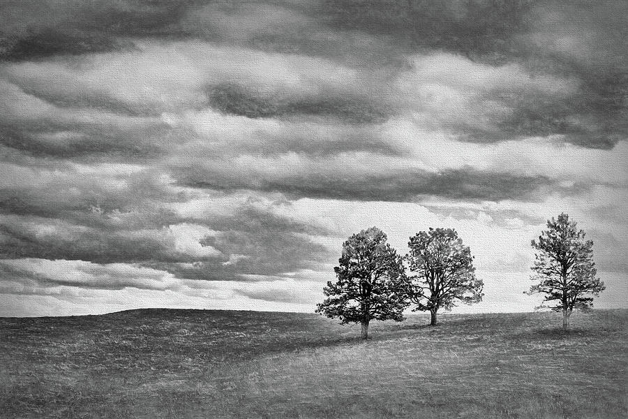 Three Trees - Nebraska Photograph by Nikolyn McDonald