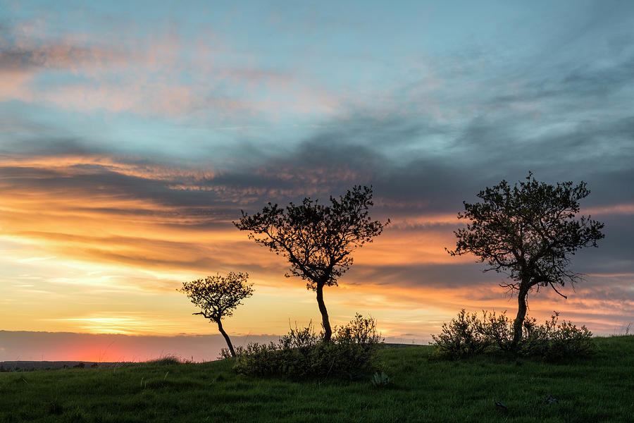 Three Trees On A Hill Photograph by Denise Bush
