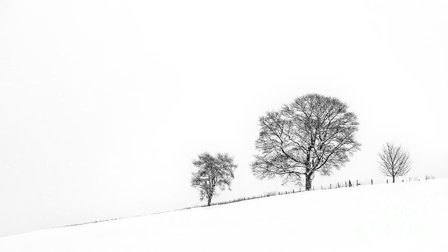 Three Trees On The Hill Photograph by Richard Burdon