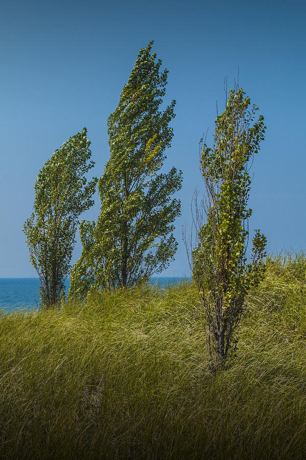 Three Trees on top of a Grassy Dune Photograph by Randall Nyhof