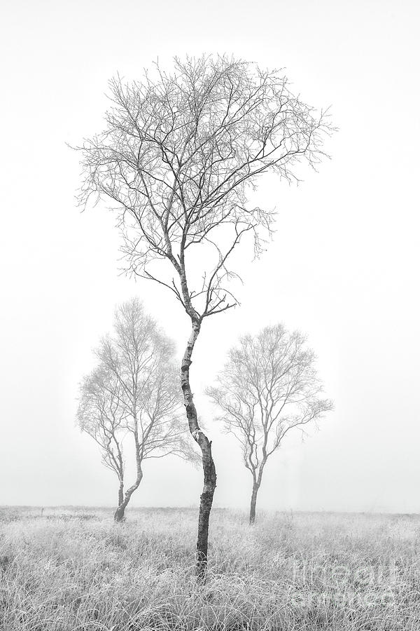 Three Trees Photograph by Richard Burdon