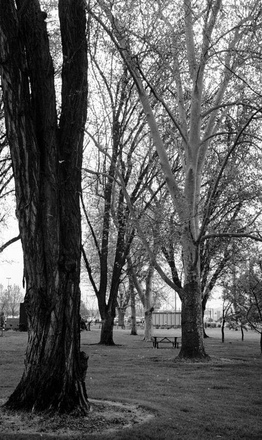 Three trees Photograph by Teri Schuster