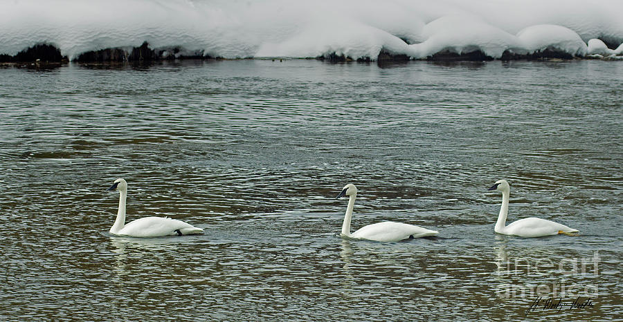 Three Trumpeter Swans-Signed-#1076 Photograph by J L Woody Wooden