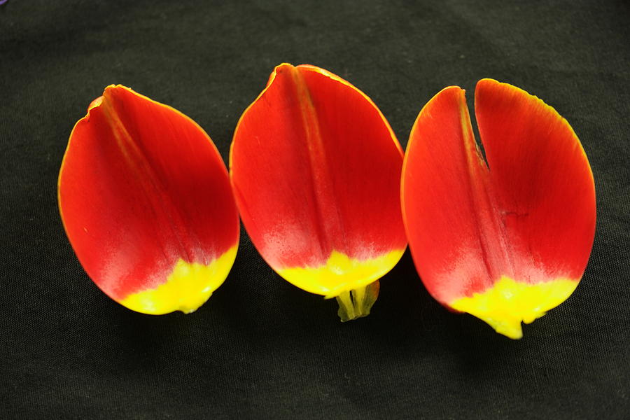 Three tulip petals Photograph by Jeff Swan