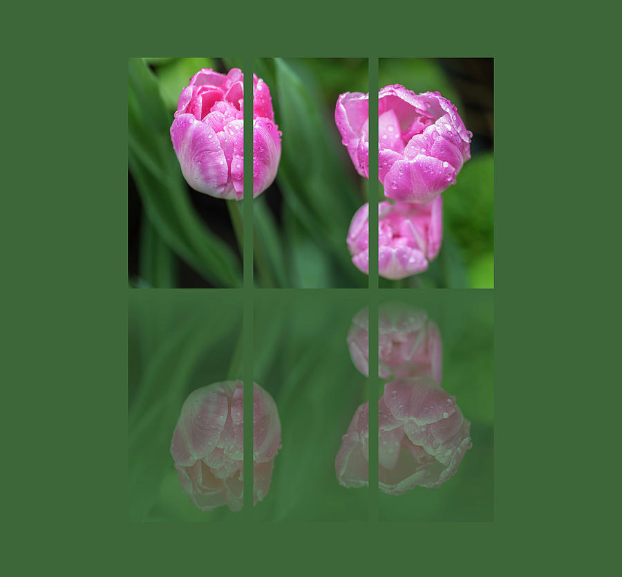 Three Tulip Triptych Photograph by Martina Fagan