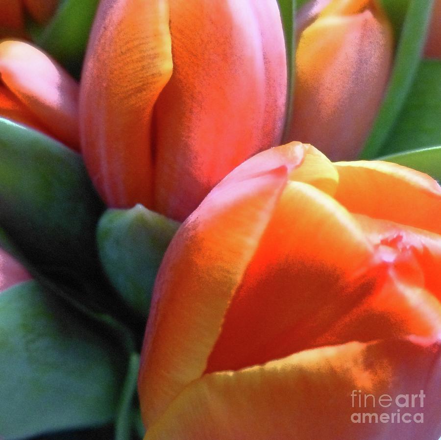 Three Tulips Photograph by Barbie Corbett-Newmin