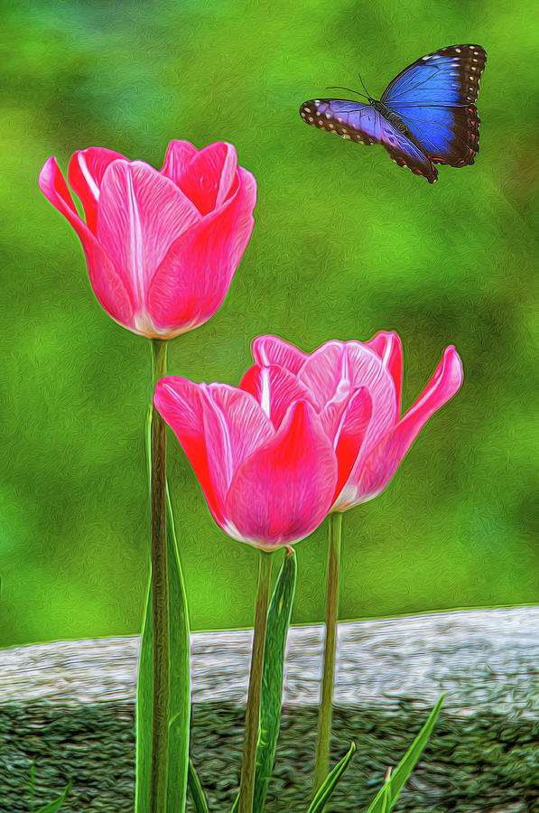 Three Tulips Photograph by Cathy Kovarik