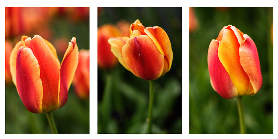 Three Tulips Collage Photograph by Vishwanath Bhat