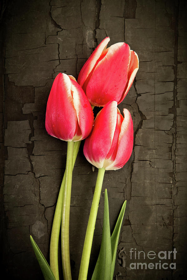 Three Tulips Photograph by Edward Fielding