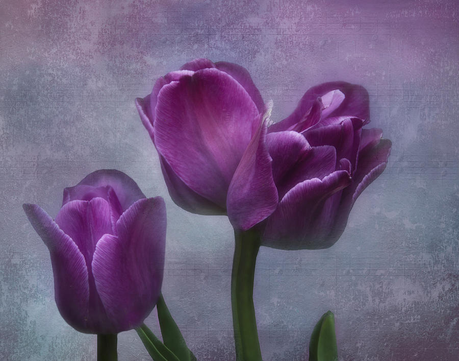 Three Tulips Photograph by Eleanor Bortnick