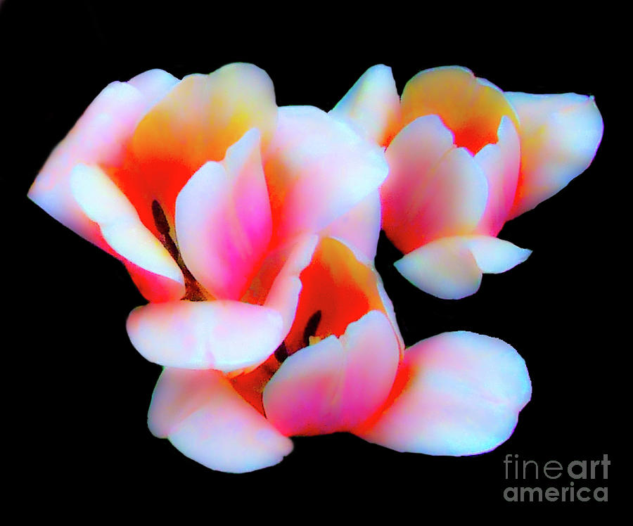 Three Tulips Photograph by Frances Ann Hattier