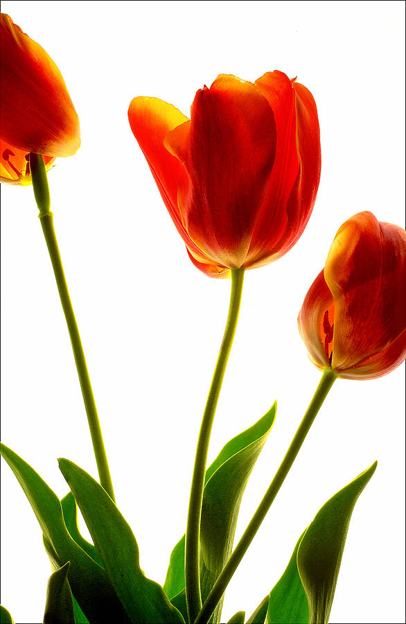 Three Tulips Photograph by Gary Warnimont