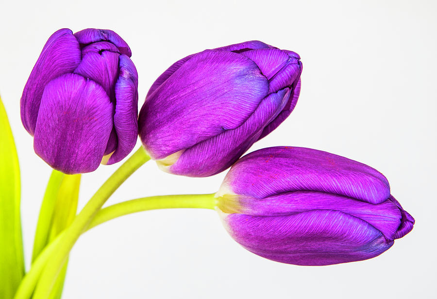 Three Tulips Photograph by John Roach