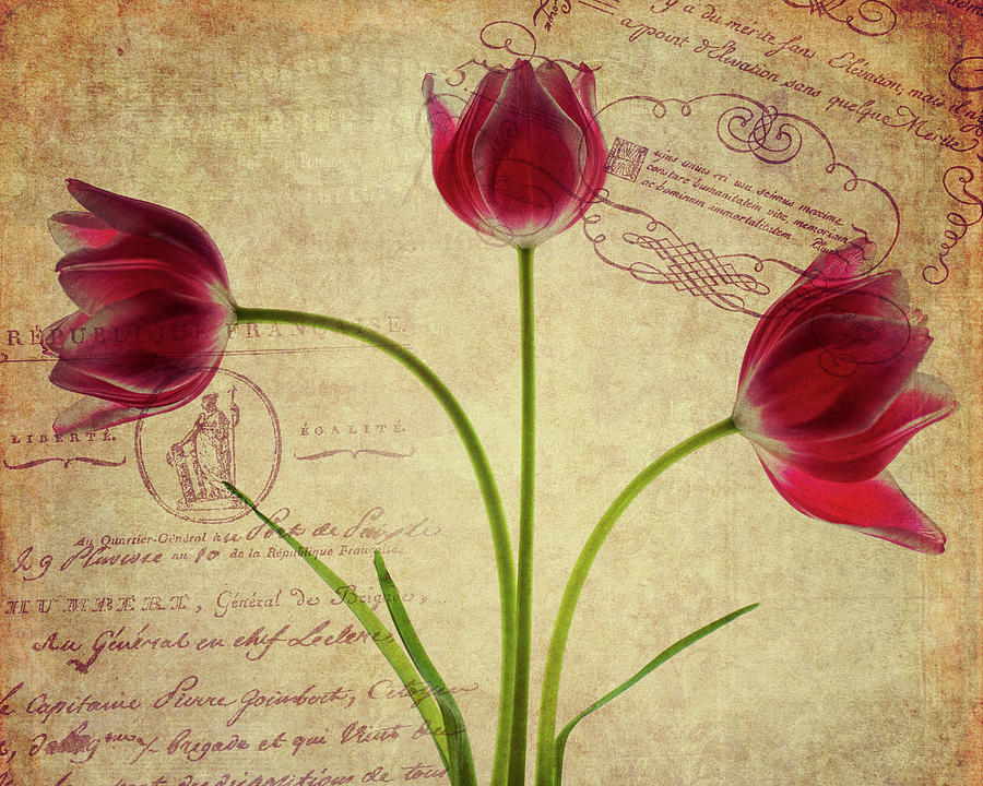 Three Tulips Letter Photograph by Rebecca Cozart