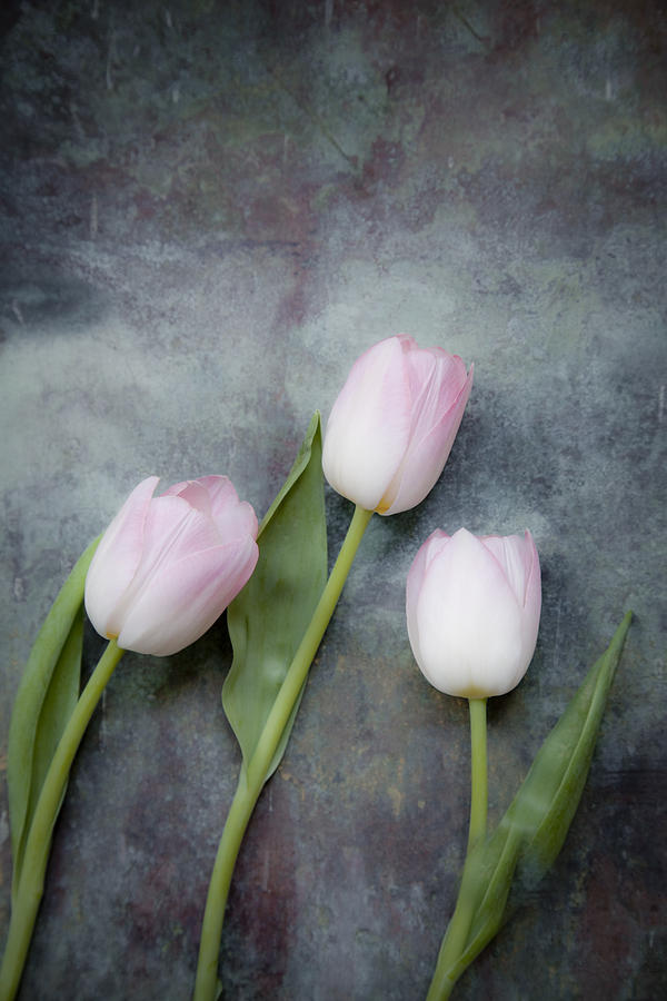 Three tulips Photograph by Maria Heyens
