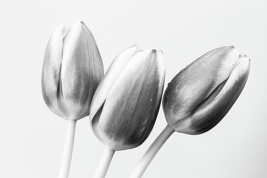 Three Tulips Photograph by Tanya C Smith