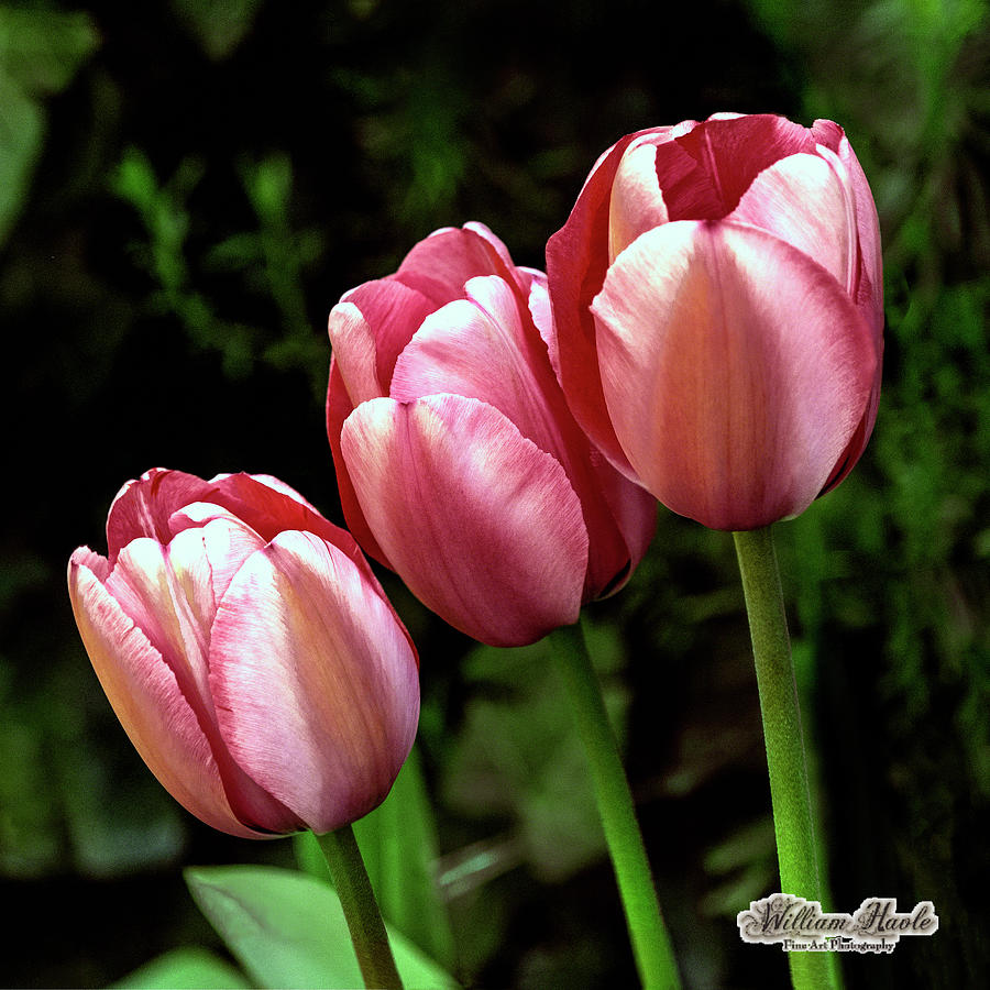 Three Tulips by William Havle Three Tulips by William Havle