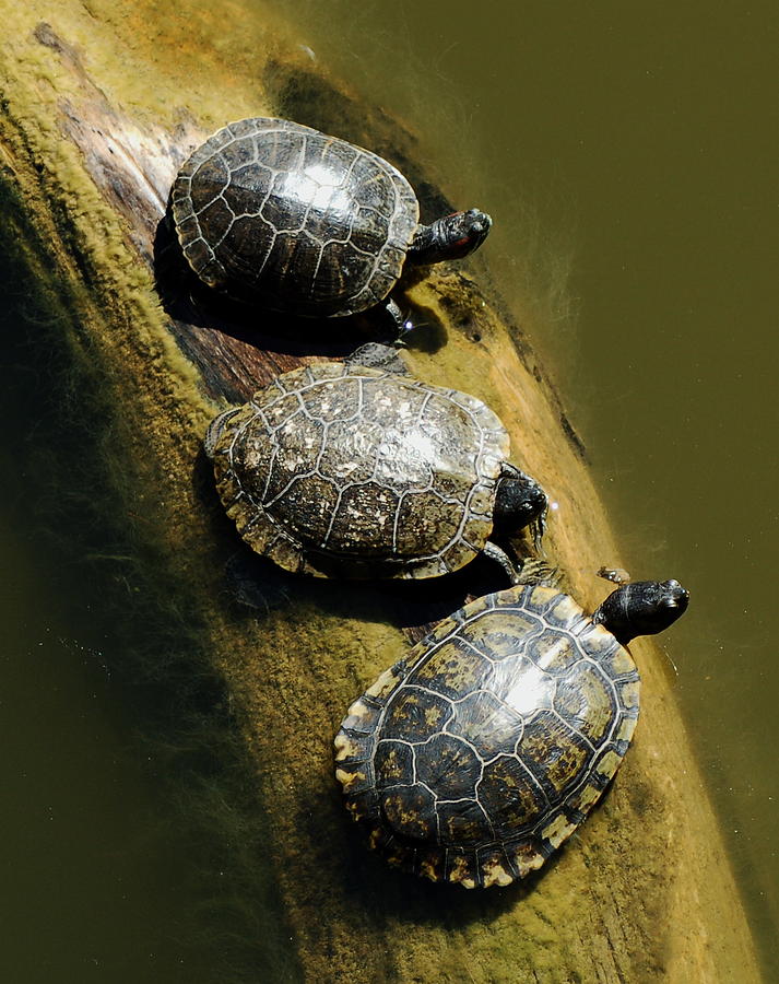 Three Turtles on a Log Photograph by Susan Heller - Fine Art America