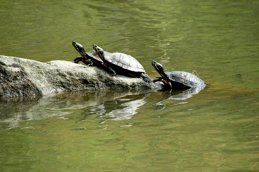 Three turtles. Photograph by Oscar Williams - Fine Art America