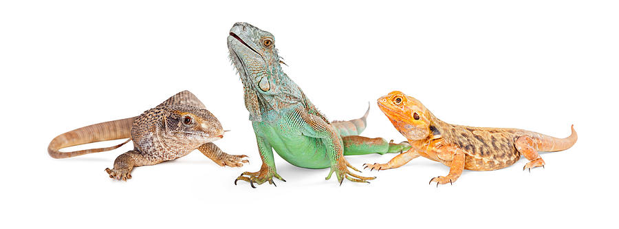 Nature Photograph - Three Types of Lizards-Vertical Banner by Good Focused