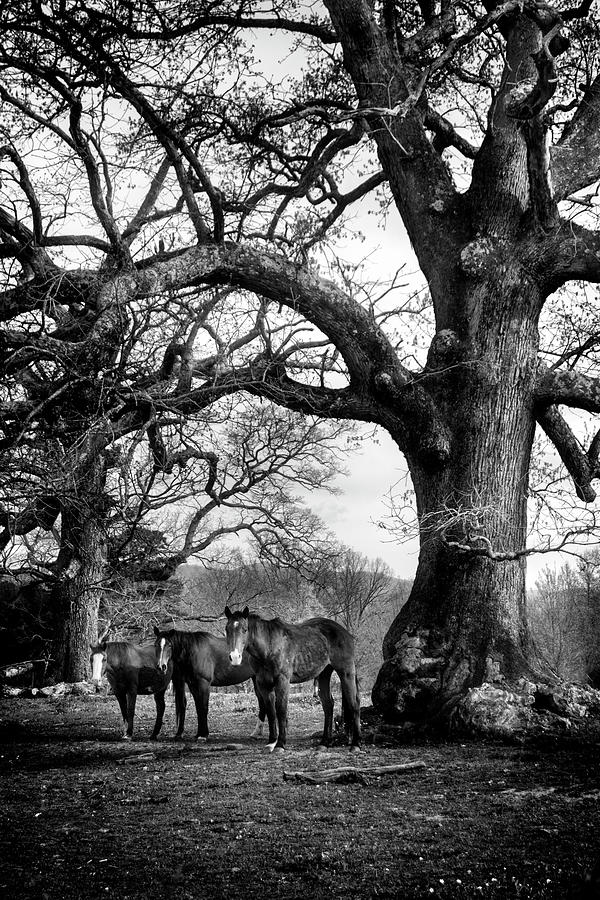 Horse Photograph - Three Under A Tree In Black and White by Greg and Chrystal Mimbs