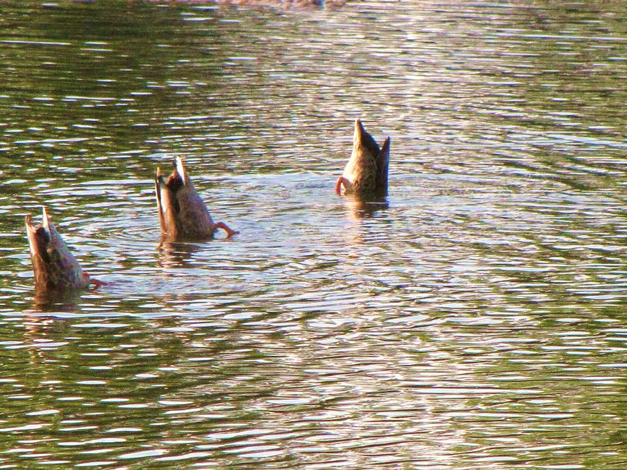 Duck Photograph - Three upside down Mallards looking for..... by Gordon P Glew