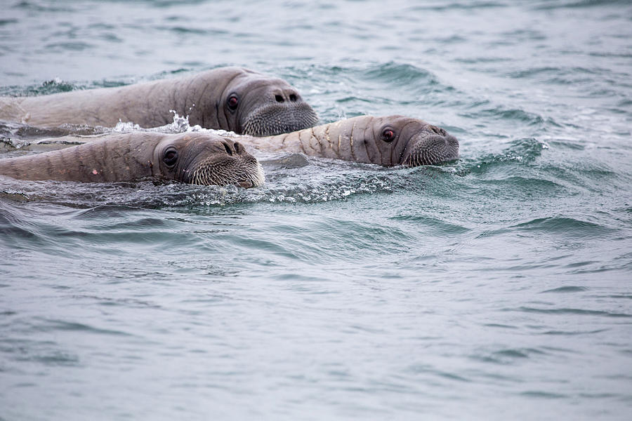 Three Walrus Photograph by Lauri Novak