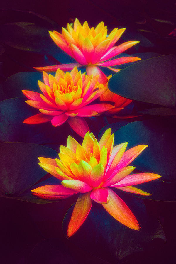 Three Waterlilies Photograph by Chris Lord
