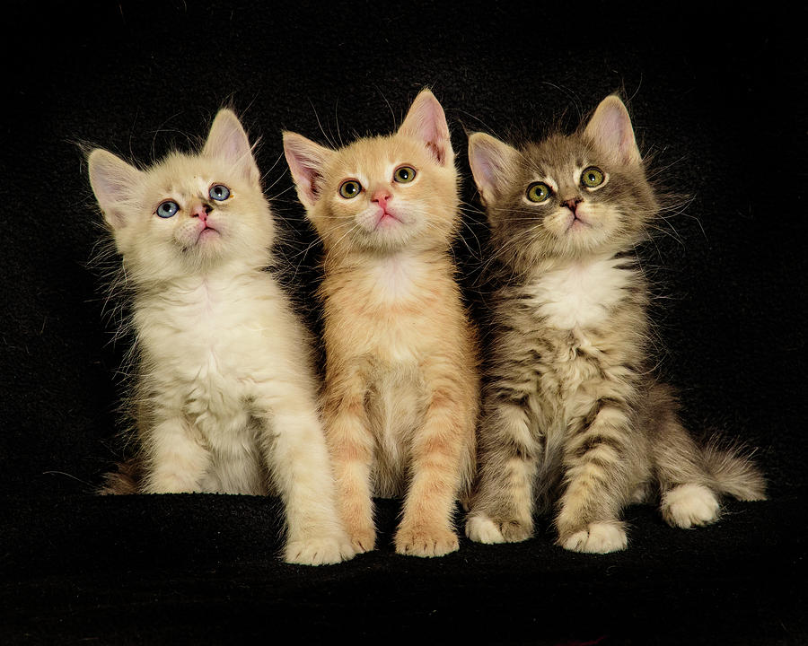 Three Wee Kittens Photograph