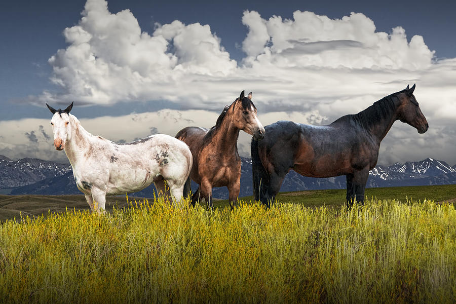 Three Western Horses Photograph by Randall Nyhof