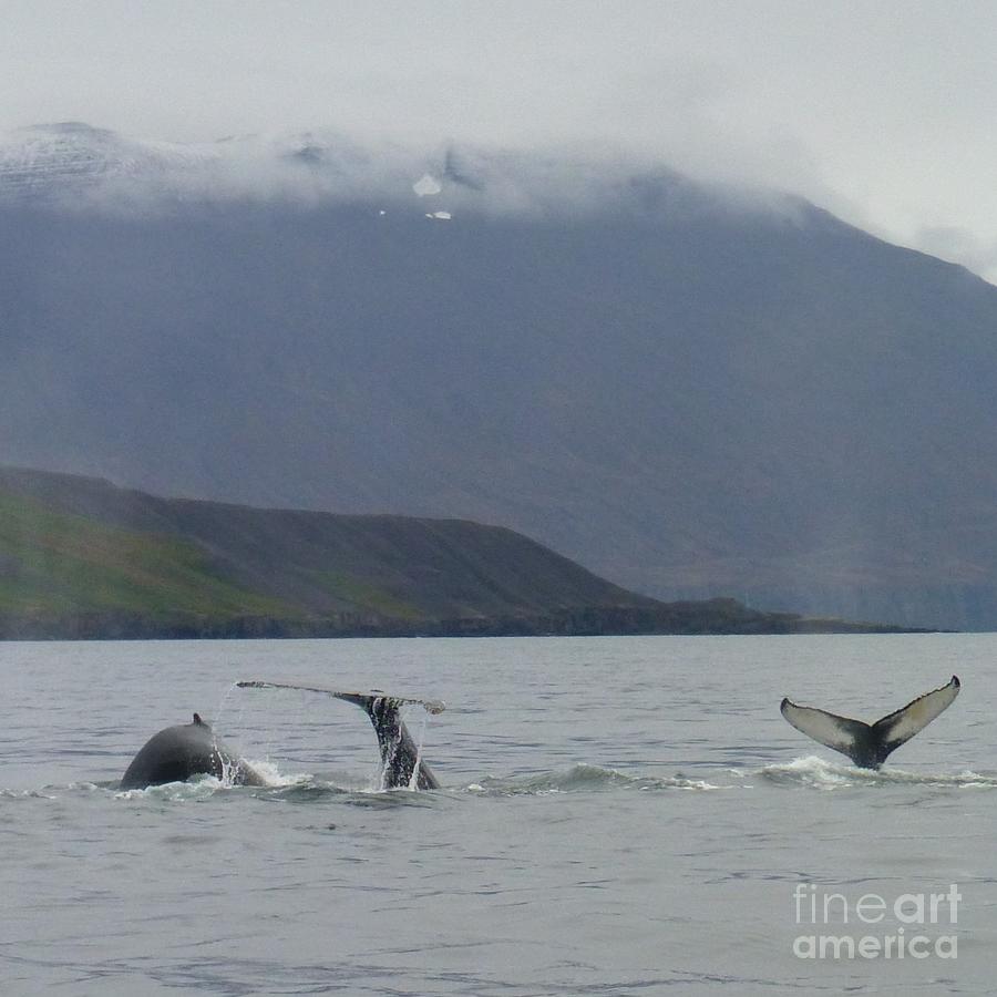 Three Whales Fluking Photograph by Barbie Corbett-Newmin