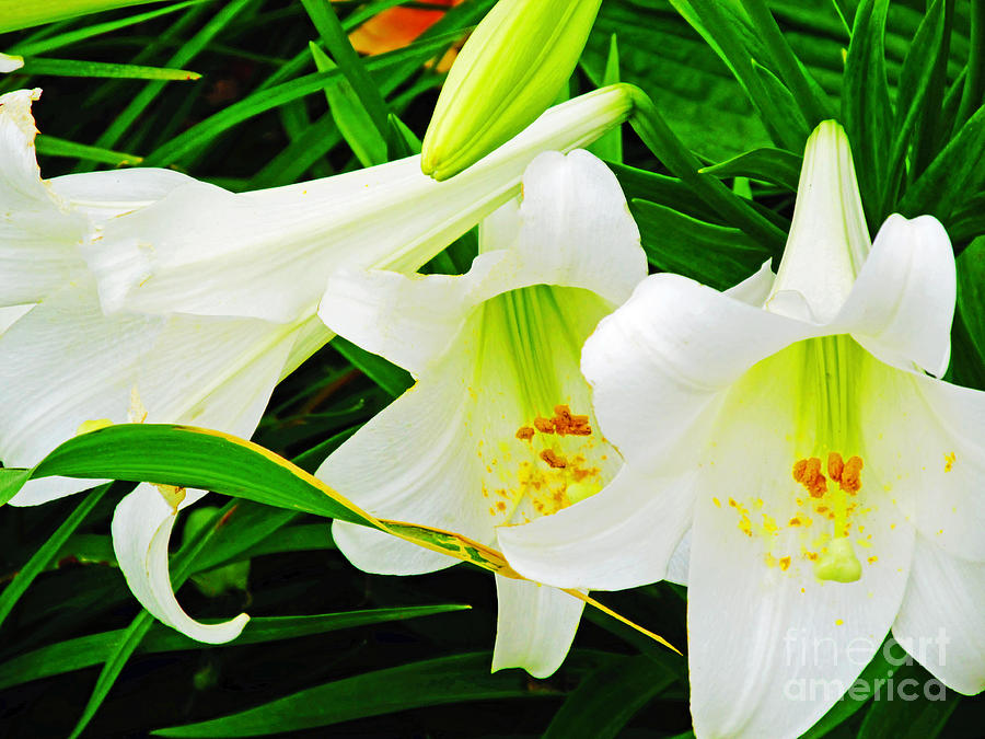 Nature Photograph - Three white Lilies by Don Baker