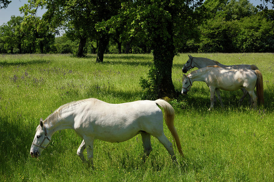 Three white Lipizzan horses grazing in a field at the Lipica Stu ...