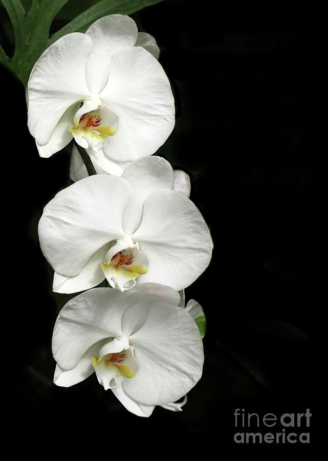 Three White Orchids Photograph by Sabrina L Ryan